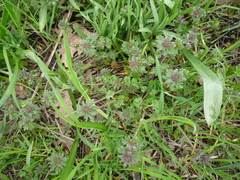 Lamium amplexicaule orientale