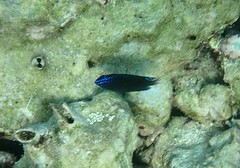 Pomacentrus polyspinus