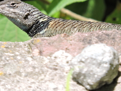 Sceloporus mucronatus