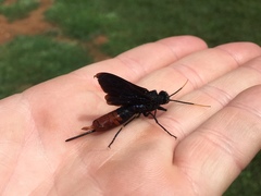 Urocerus cressoni
