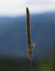 Phleum hirsutum