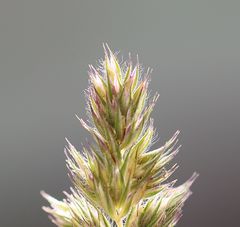 Phleum hirsutum