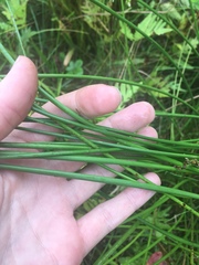 Juncus inflexus