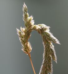 Phleum hirsutum