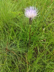 Cirsium lecontei