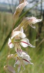 Gladiolus permeabilis edulis