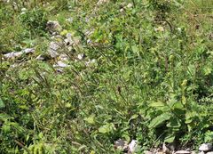 Phleum hirsutum