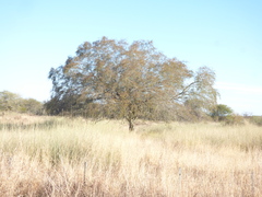 Libidibia paraguariensis