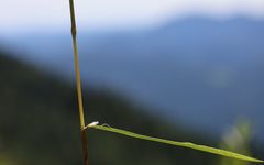 Phleum hirsutum