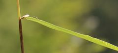 Phleum hirsutum