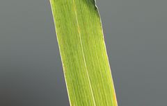 Phleum hirsutum
