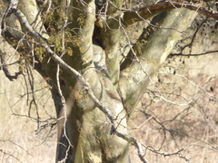 Libidibia paraguariensis