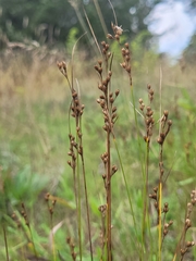 Juncus secundus
