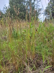 Juncus secundus