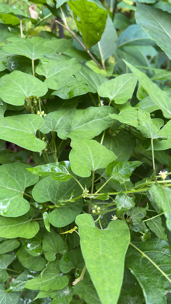 Honey-vine Climbing Milkweed From Germantown On August 17, 2021 At 12: 