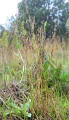 Juncus secundus