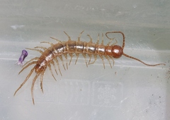 Gosibius intermedius