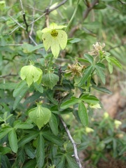 Dalechampia capensis
