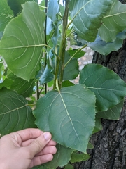 Populus nigra
