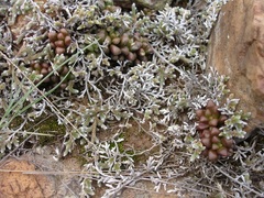 Anacampseros subnuda