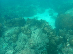 Fistularia commersonii