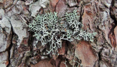Hypogymnia inactiva