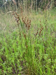 Juncus secundus