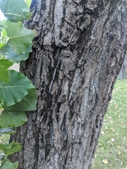 Populus nigra