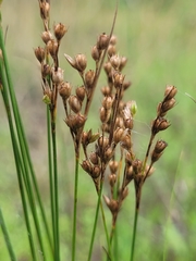 Juncus secundus