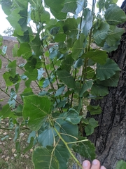Populus nigra