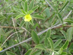 Afroqueta capensis