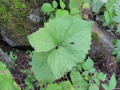Caucasalia macrophylla