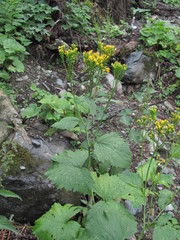 Caucasalia macrophylla