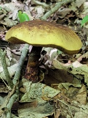 Butyriboletus regius