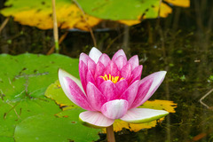 Nymphaea × marliacea