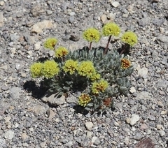 Eriogonum rosense