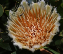 Protea mundii