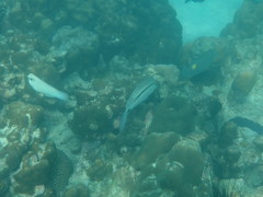 Parupeneus barberinus