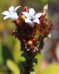 Roella amplexicaulis