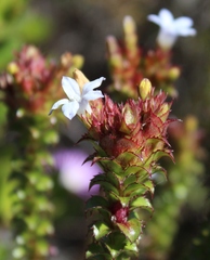 Roella amplexicaulis