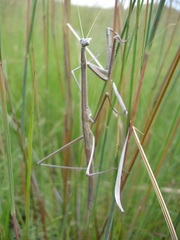 Ischnomantis