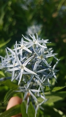 Amsonia