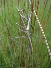 Ischnomantis