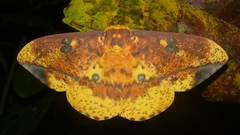 Eacles ormondei violacea