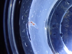 Clione