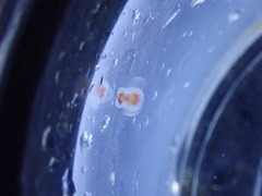 Clione