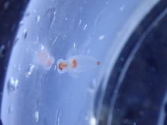Clione