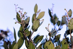 Olea capensis capensis