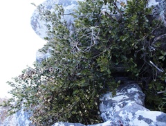 Olea capensis capensis