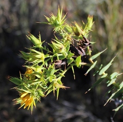 Berkheya cruciata cruciata